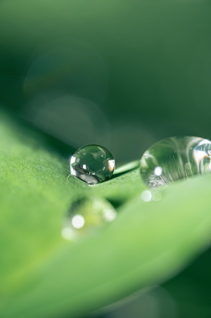 Foto macro de gotas de água nas folhas de taro