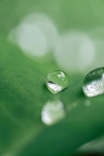 Foto macro de gotas de água nas folhas de taro