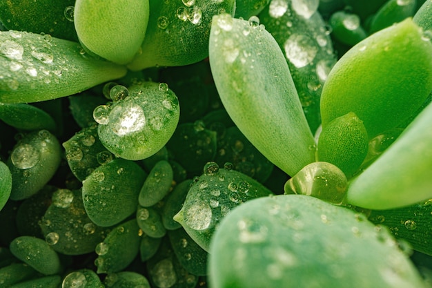 Foto macro de gotas de orvalho nas folhas de uma planta suculenta