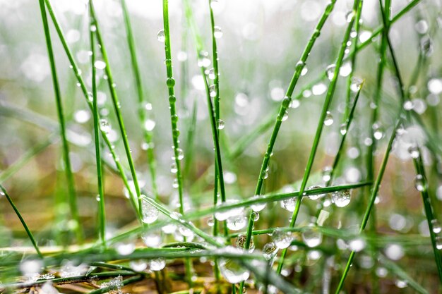 Foto macro de grama verde fresca coberta por gotas de água
