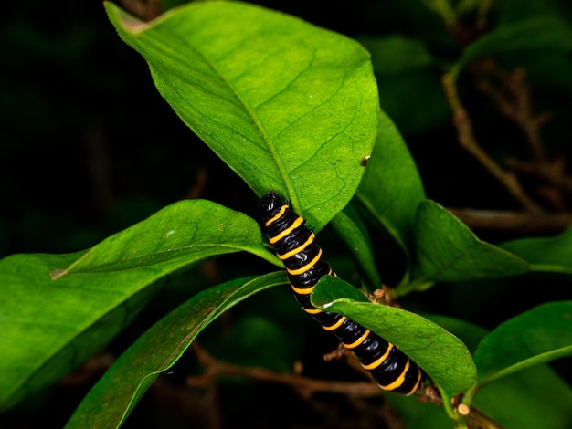 Foto macro de lagarta se alimentando de folhas de uma árvore manaca.