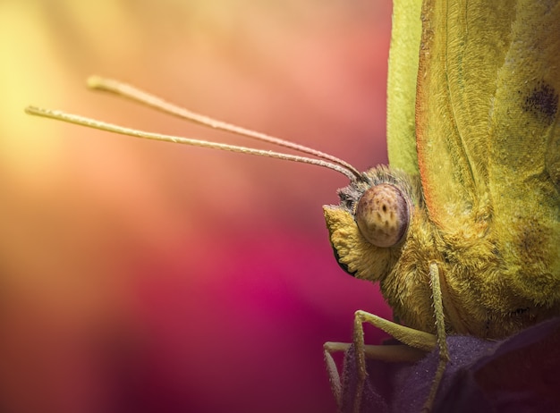 Foto macro de louva-a-deus contra uma superfície rosa