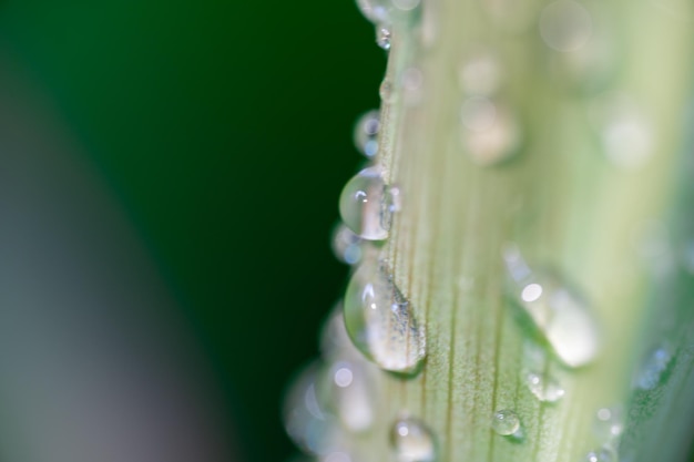 Foto macro de manchas de água nas folhas