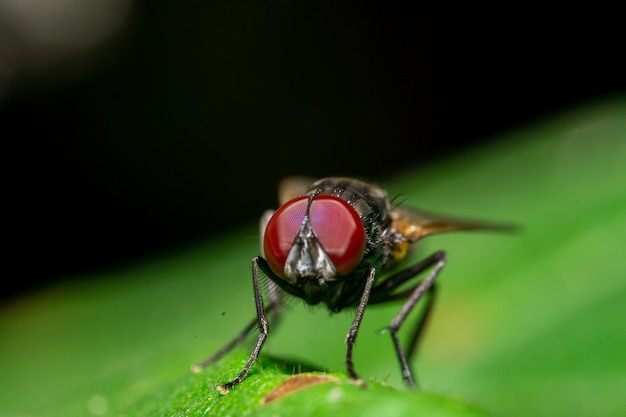 Foto macro de moscas na natureza