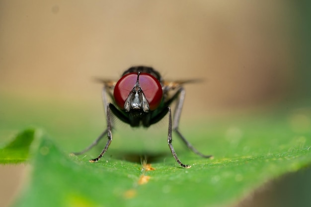 Foto macro de moscas na natureza