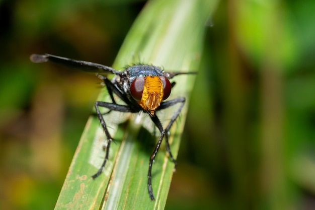 Foto macro de moscas na natureza