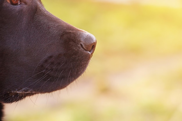 Foto macro de nariz de cachorro O rosto de um jovem labrador retriever no fundo da natureza