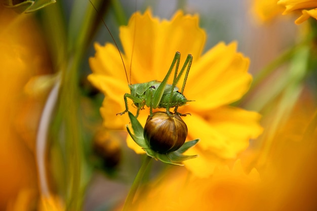 Foto macro de parasitismo em uma flor amarela