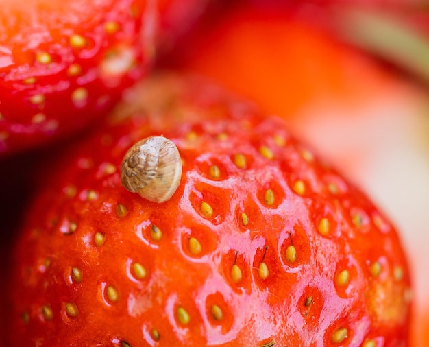 Foto foto macro de pequeno caracol em cima de morango apetitoso vermelho