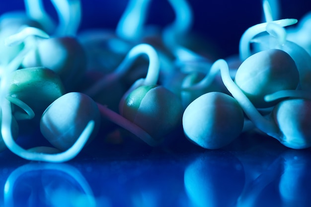 Foto macro de pequenos brotos na superfície de vidro iluminados por luz azul, experimento de laboratório biológico, espaço de cópia