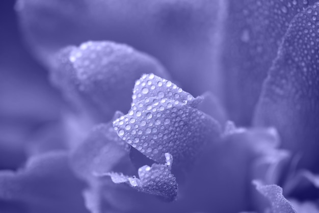 Foto macro de pétalas de flores de peônia roxa molhada com gotas de chuva ou orvalho, em tons de lavanda, muito peri, cor do ano 2022