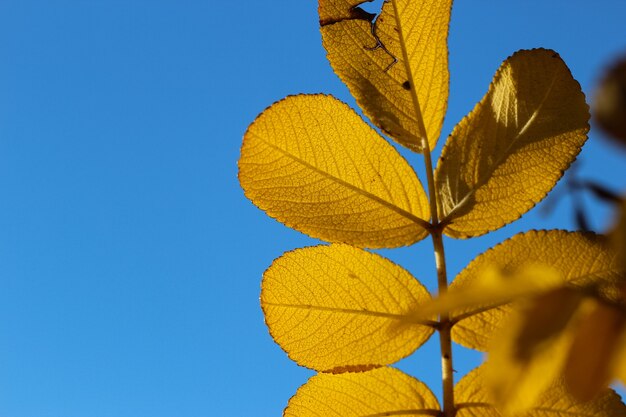 foto macro de três folhas de roseira brava em contraluz em um fundo de céu azul brilhante