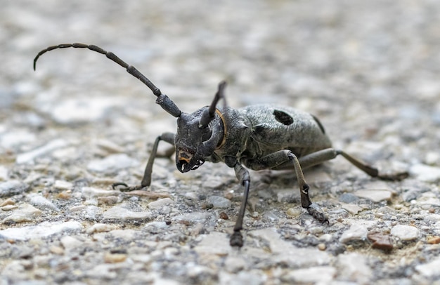 Foto macro de um besouro no chão