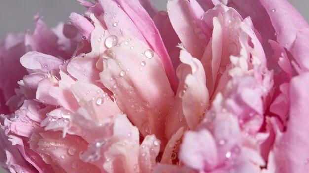 Foto macro de um fundo cinza peônia rosa. Lindas brilhantes gotas de água nas pétalas de uma flor. Fundo em flor