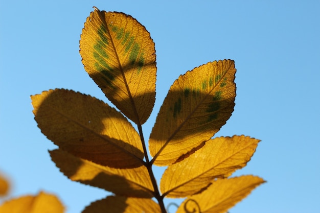 foto macro de um galho de bérberis com folhas amarelas em contra-luz contra o céu