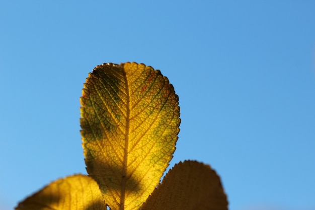 foto macro de um galho de bérberis com folhas amarelas em contra-luz contra o céu