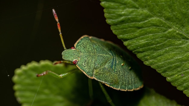 Foto macro de um inseto escudo verde em uma folha