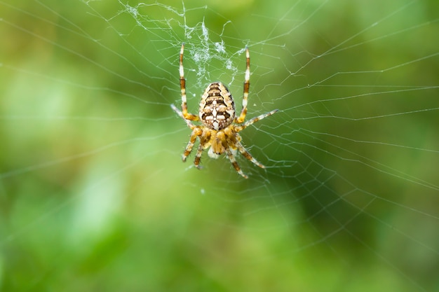 Foto macro de um orbweaver angulado, uma espécie de aranha, construindo uma nova teia em um gramado