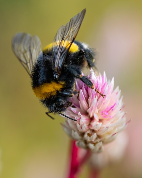 Foto macro de uma abelha coletando néctar em uma flor rosa Concentre-se no olho do inseto Fundo desfocado