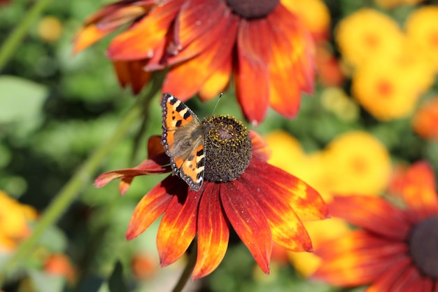 foto macro de uma borboleta em uma flor de equinácea