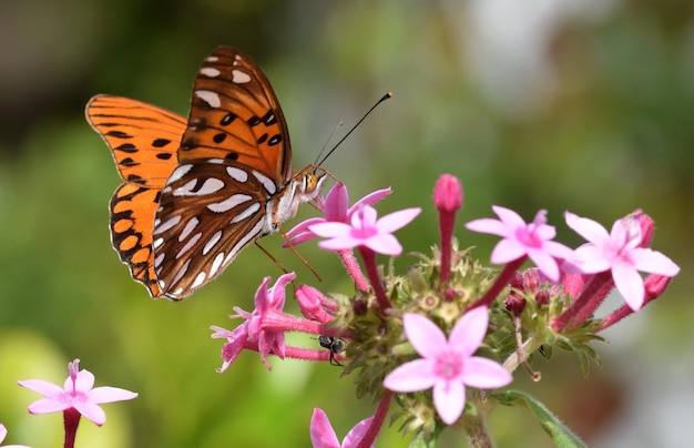 Foto macro de uma borboleta em uma flor