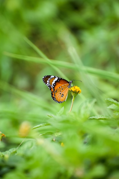 Foto macro de uma borboleta monarca em uma flor amarela em um jardim