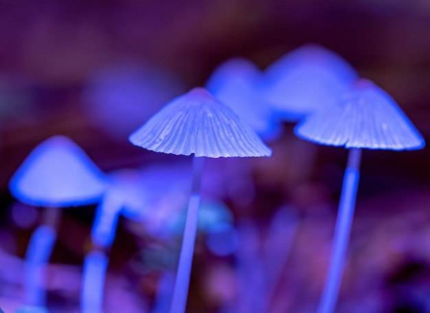 Foto macro de uma casa de cogumelos com luz