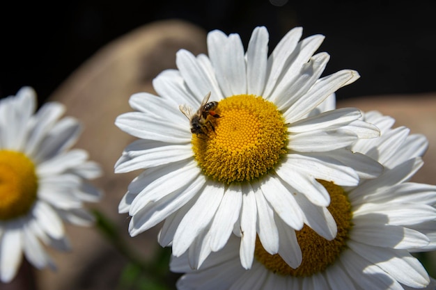 Foto macro de uma flor de margarida e uma abelha sentada em uma flor. Flor de camomila com pétalas brancas limpas e um centro amarelo brilhante.