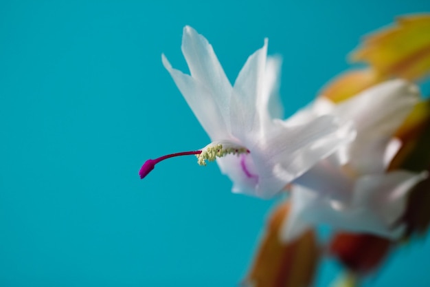 foto macro de uma flor Schlumbergera branca com pilão cor de vinho e estames em fundo turquesa