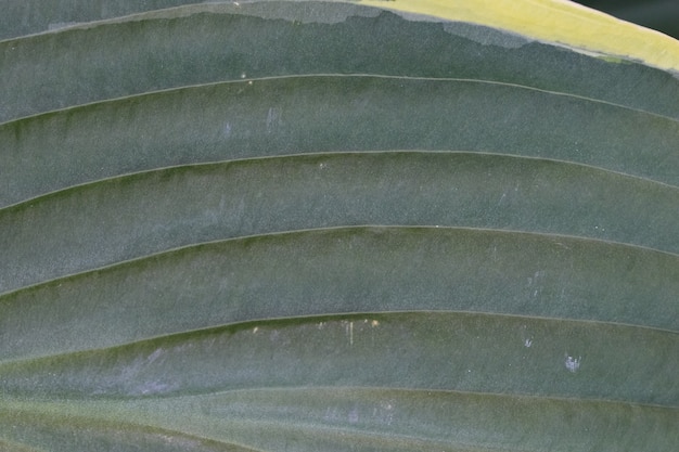 foto macro de uma folha de flor hosta como um fundo ou textura verde escuro abstrato