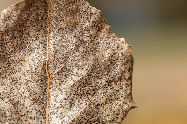 Foto macro de uma folha de outono seca e incolor texturizada sobre um fundo desfocado