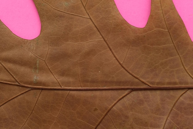 Foto macro de uma folha seca em um fundo rosa.