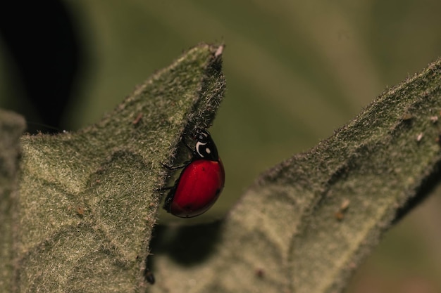 Foto macro de uma joaninha verde em uma folha verde