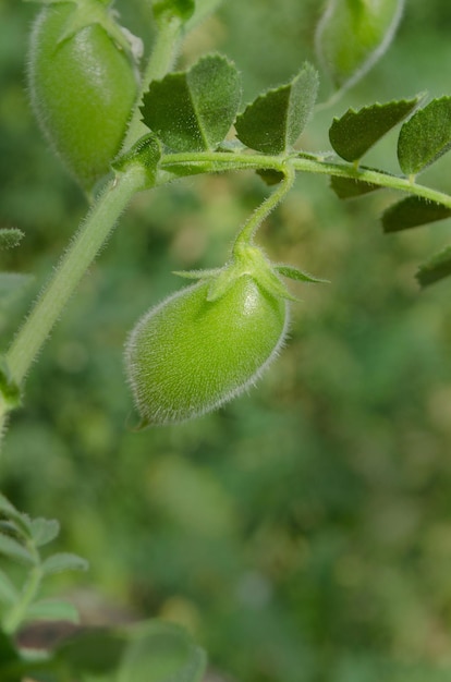 Foto macro de uma lentilha em um campo Lentilha crescendo no jardim Fechar a planta de lentilha Espaço vazio para cópia