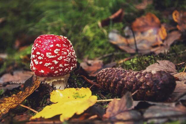 Foto foto macro de uma mosca agaric vermelha na floresta de outono