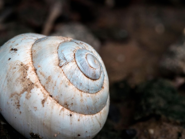 Foto macro de uma pequena concha de caracol branca no chão