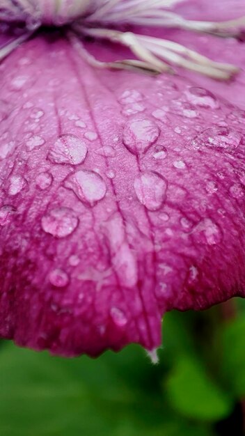 Foto macro de uma pétala de flor rosa com gotas de água após a chuva