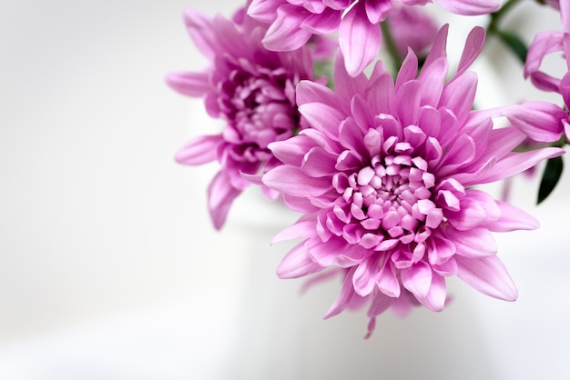 Foto macro de uma vibrante flores em um vaso contra um fundo branco