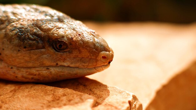 Foto la foto macro del descanso de la serpiente