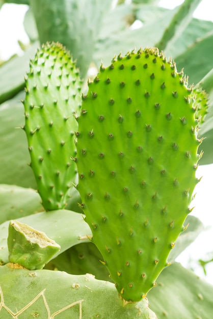 Foto macro do cacto de pera espinhosa. Cactus Opuntia. verde com planta de deserto