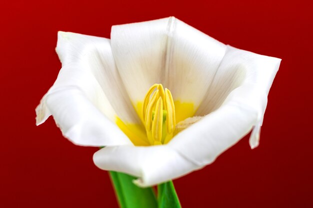 Foto macro e detalhada de uma tulipa branca aberta sobre fundo vermelho, foto