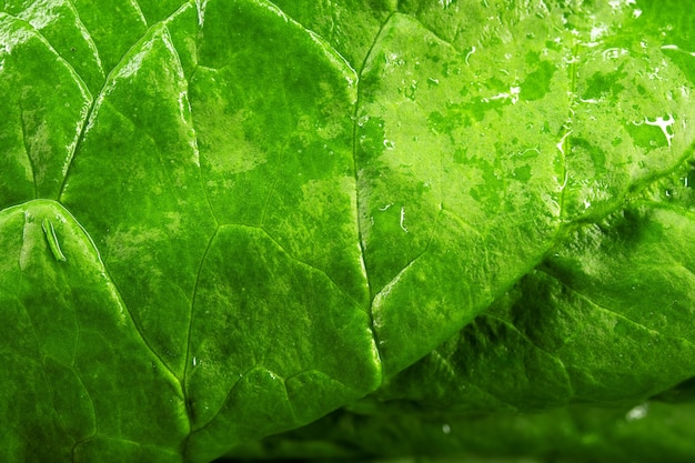 Foto macro de espinacas, ensalada de espinacas yakraya macro foto