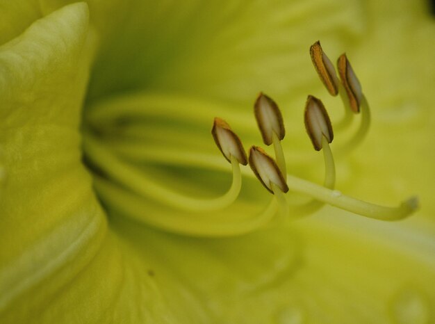 Foto macro de flor amarilla