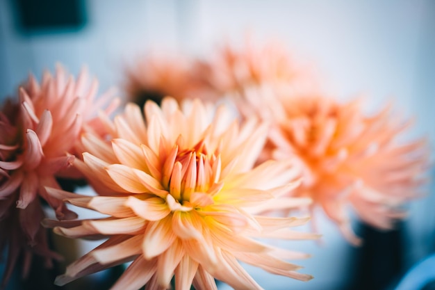 Foto macro de flor de dalia fresca rosa, amarilla y blanca. Imagen en color enfatizando la diferencia de luz.