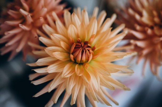 Foto macro de flor de dalia fresca rosa, amarilla y blanca. Imagen en color enfatizando la diferencia de luz.