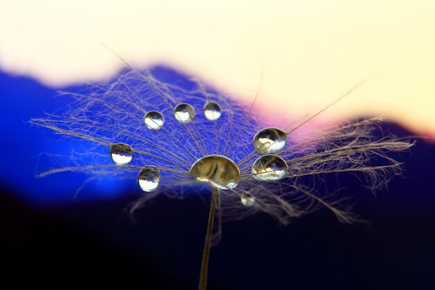 Foto macro de flor de diente de león con gotas de agua con el telón de fondo del amanecer en terreno montañoso