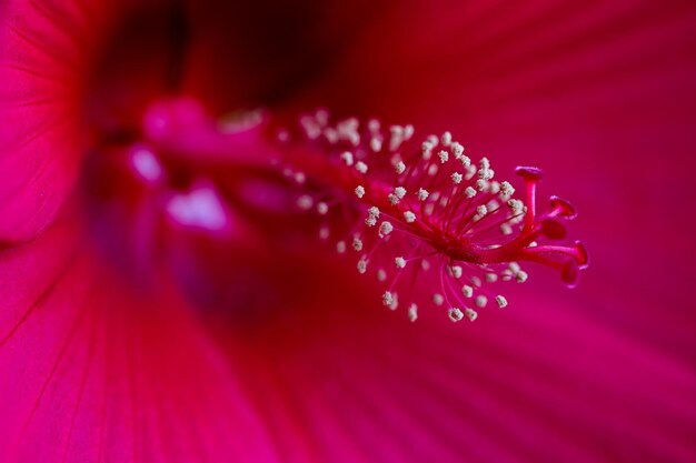 Una foto macro de la flor de la rosa roja