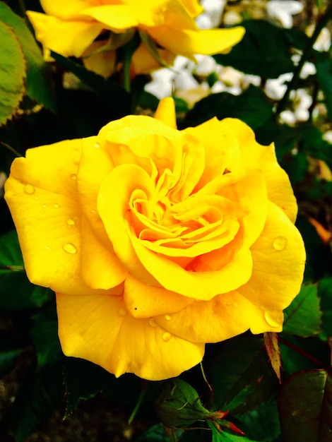 Una foto macro de la flor de la rosa