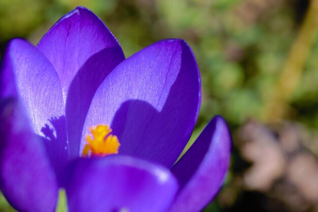 Foto una foto macro de una flor rosada