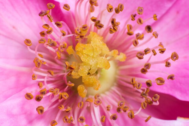 Una foto macro de una flor rosada